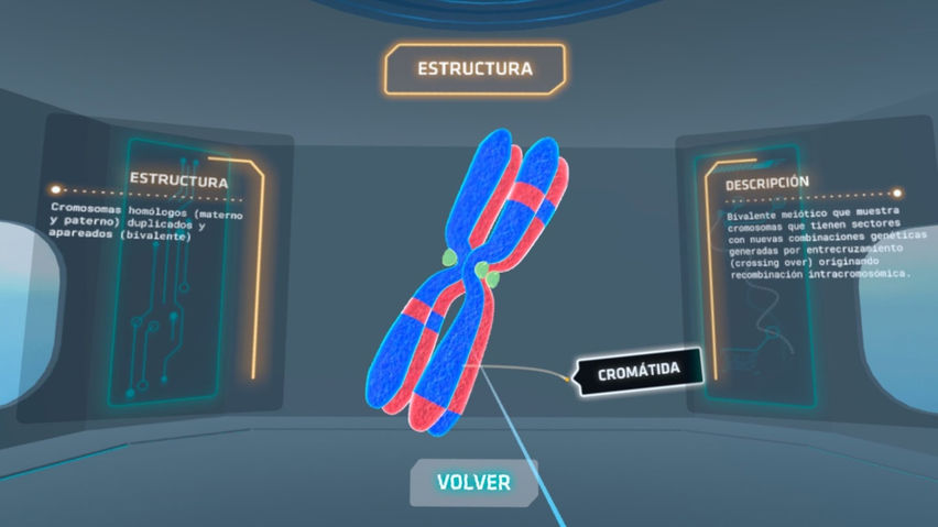 Meiosis VR.