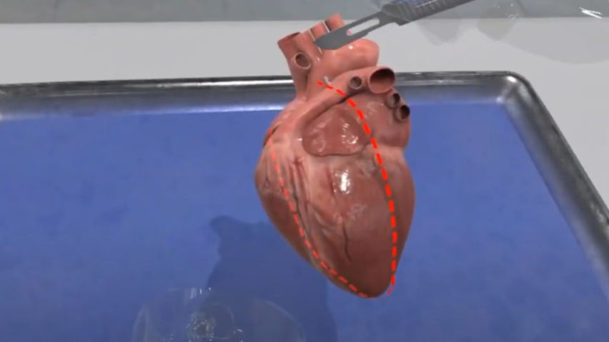  Dissection Simulator: Mammalian Organ Pack