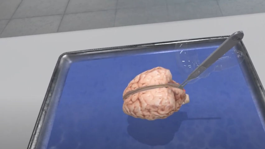  Dissection Simulator: Mammalian Organ Pack