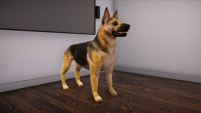 VBIDogExposure