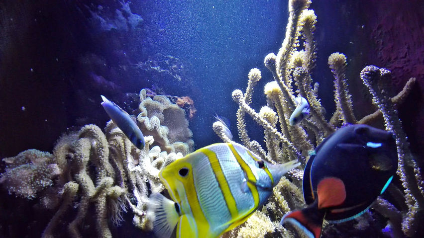 Aquariums Berlin