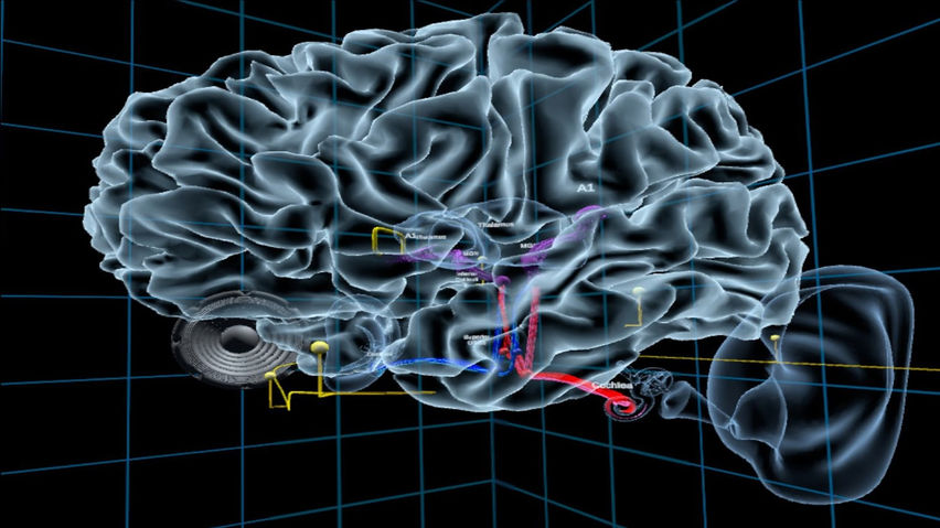 UW Virtual Brain Project