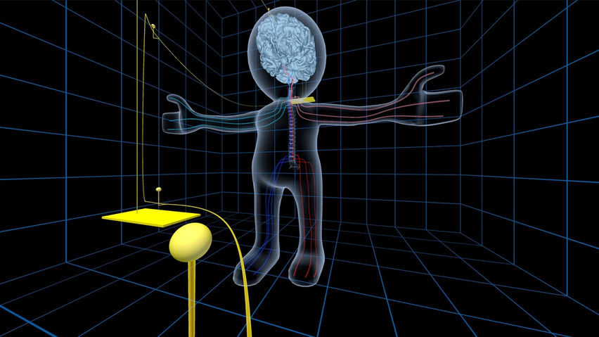 UW Virtual Brain Project