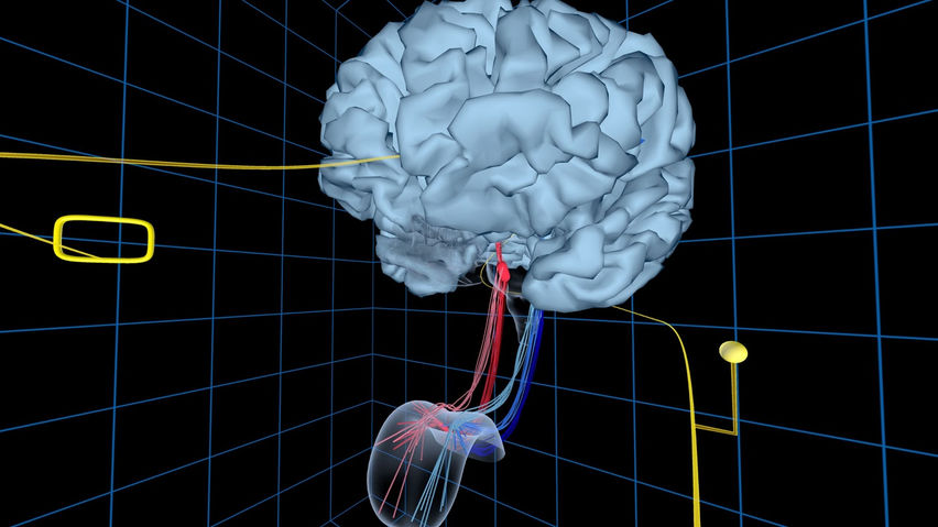 UW Virtual Brain Project
