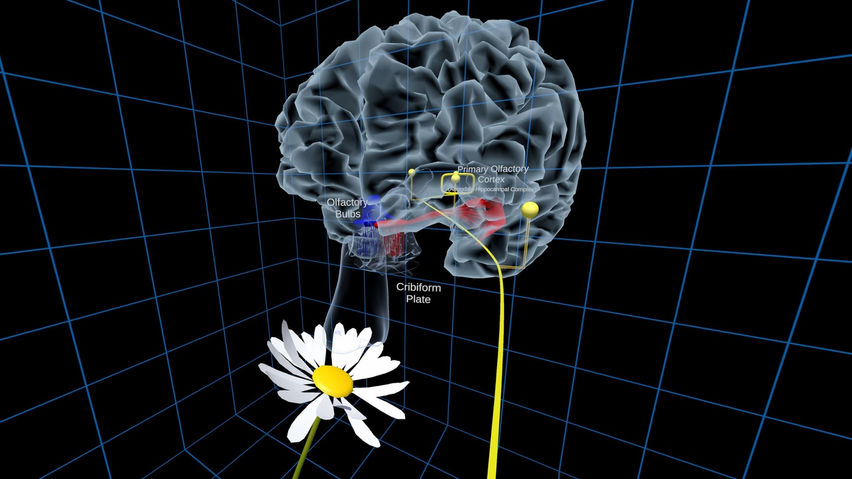 UW Virtual Brain Project