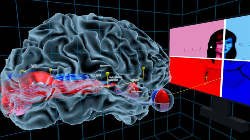 UW Virtual Brain Project