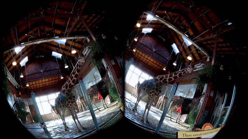 VR Zoo
