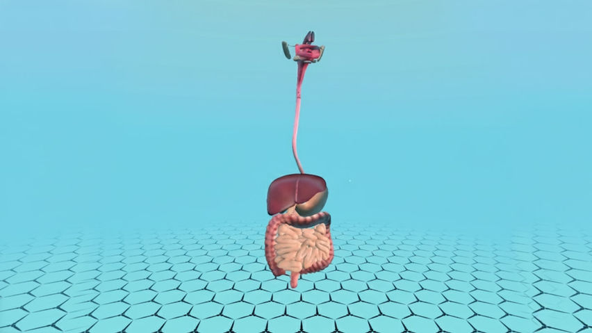 Human Anatomy