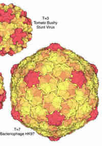 The Virus Lesson