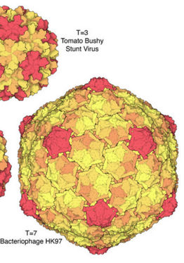 The Virus Lesson