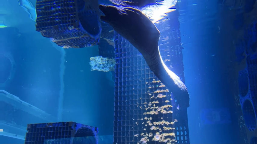 3D Aquarium Nausicaä Centre National..