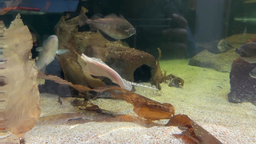 3D Aquarium Nausicaä Centre National..
