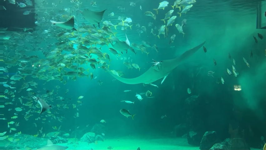 3D Aquarium Nausicaä Centre National..