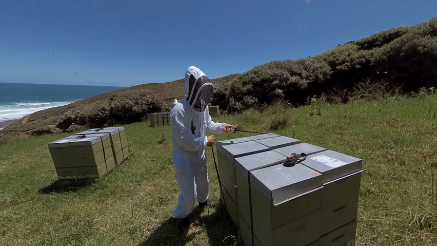 The True Honey Hive Flight Experience