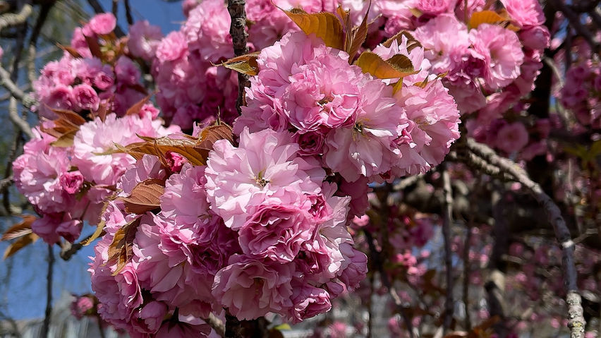 Calm VR: Cherry Blossom Riverside