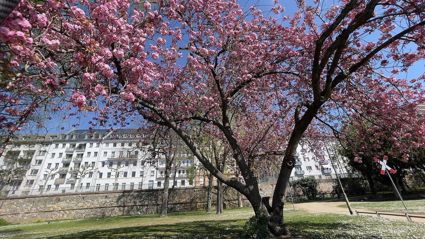 Calm VR: Cherry Blossom Riverside
