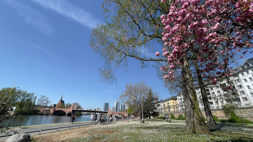 Calm VR: Cherry Blossom Riverside