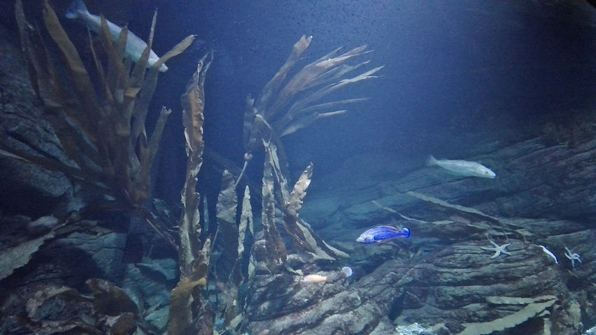 Aquariums on the Baltic Sea