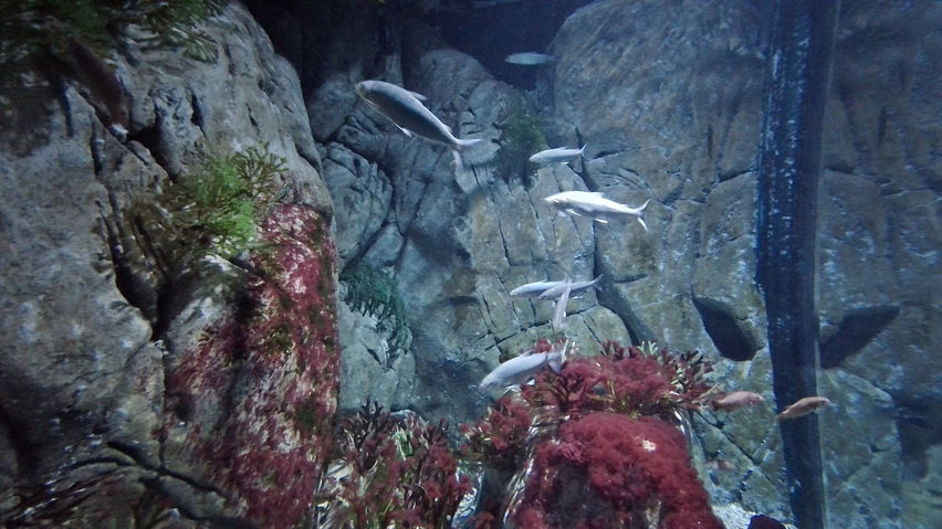 Aquariums on the Baltic Sea
