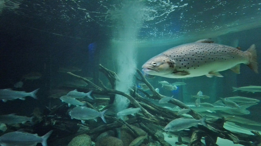 Aquariums on the Baltic Sea