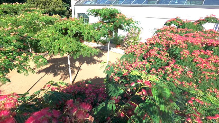 VR Relaxing – Over the Silk Tree Bloom