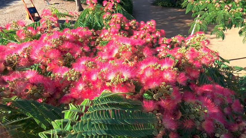 VR Relaxing – Over the Silk Tree Bloom