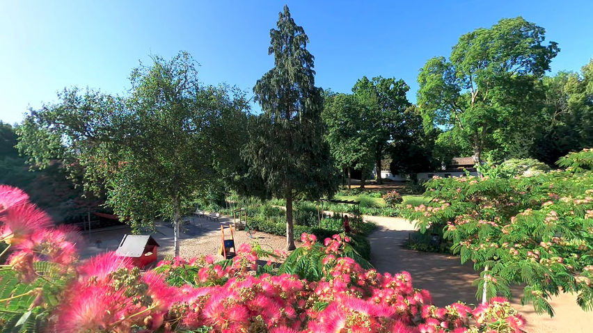 VR Relaxing – Over the Silk Tree Bloom
