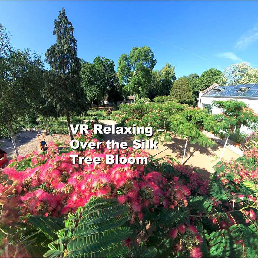 VR Relaxing – Over the Silk Tree Bloom