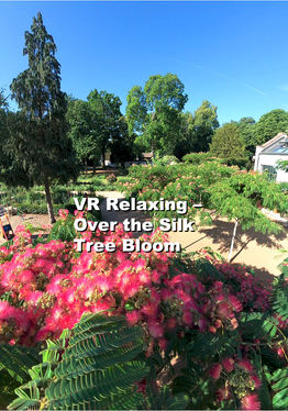 VR Relaxing – Over the Silk Tree Bloom