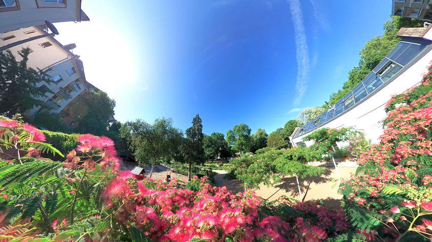 VR Relaxing – Over the Silk Tree Bloom