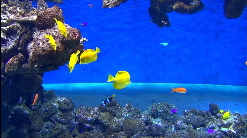 3D Aquarium Copenhagen