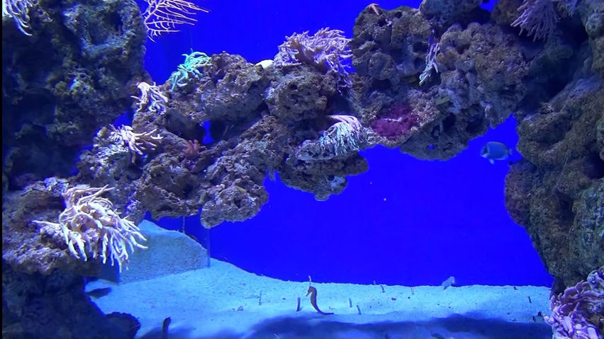 3D Aquarium Copenhagen