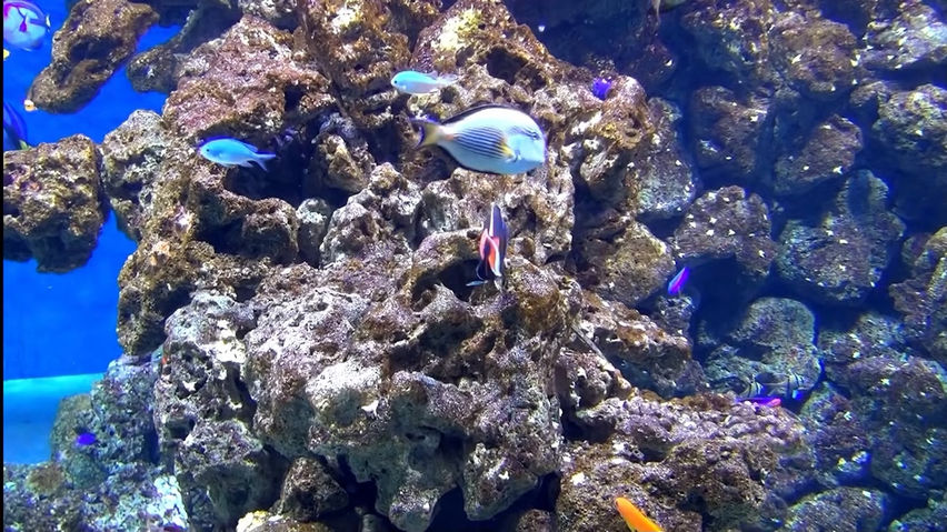 3D Aquarium Copenhagen