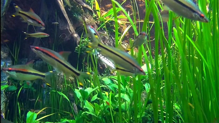 3D Aquarium Copenhagen