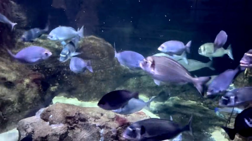 3D Aquarium Paris