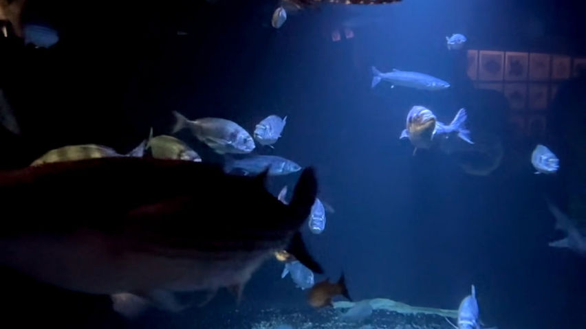 3D Aquarium Paris