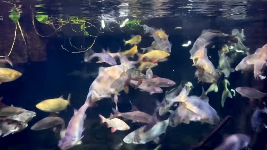 3D Aquarium Paris