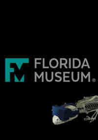 Florida Museum Alligator Collection