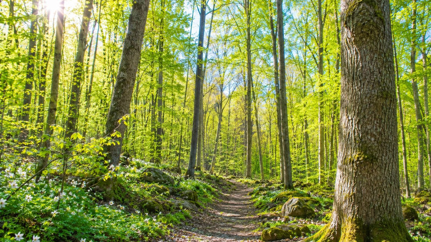 VRLIFE Nature Flow