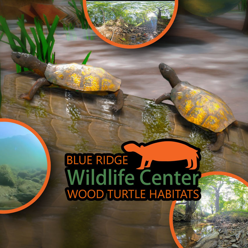 BRWC: Wood Turtle Habitats