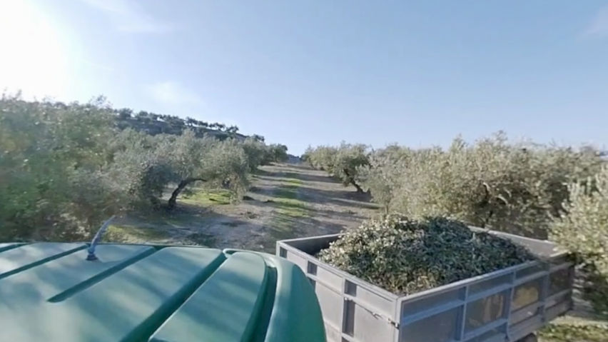 Baena Olive Grove and Oil Museum VR