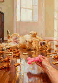 My puppy: Golden Retriever