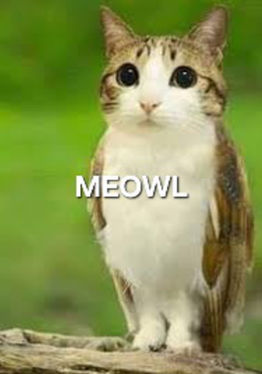Meowl