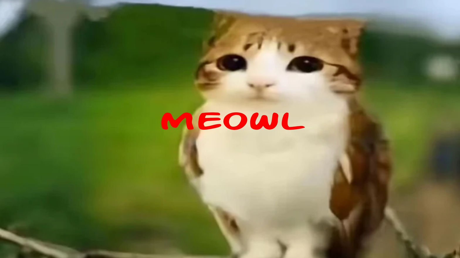 Meowl