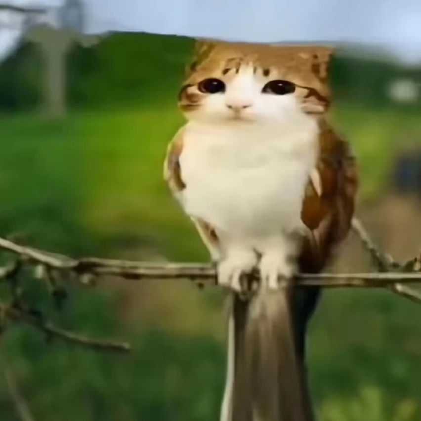 Meowl