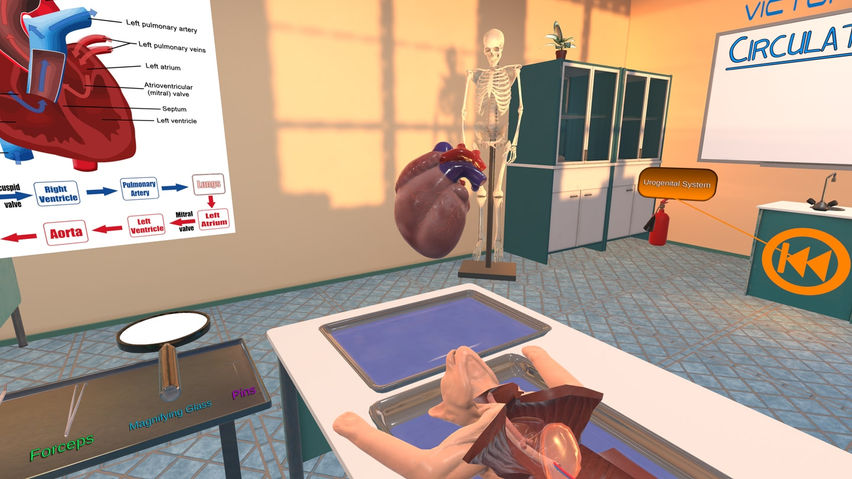Dissection Simulator: Cat Edition