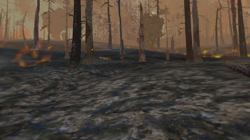 Forest Fire Regrowth