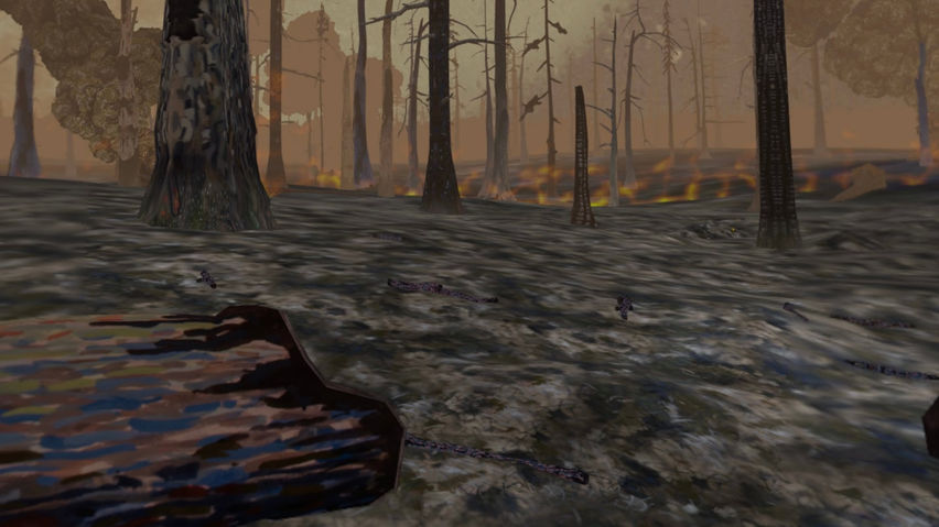 Forest Fire Regrowth
