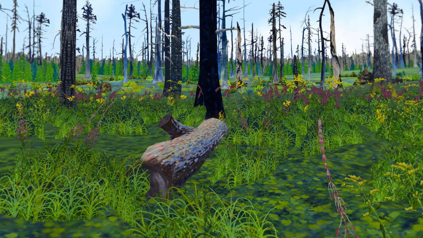 Forest Fire Regrowth