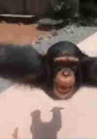 Gorilla Wonders